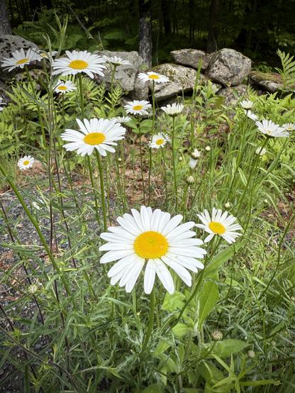 A patch of Oxeye Daisy on the side of the gravel road by a stone wall.
