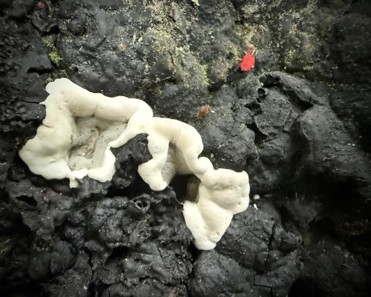 Black fungus on side of trunk with a patch of white fungus. There’s also a bright red Sumo Mite skittering across.