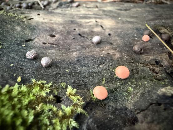 Closeup of Wolf’s Milk slime mold in both pink-ish blobs and older black ones. Also small areas of moss scattered about.