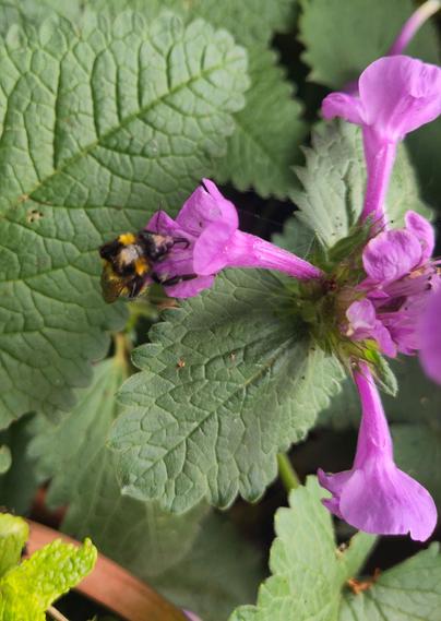 A yellow and black bumble bee sitting on a pink flower sticking its tongue out to feed. There is a light beige coloured blob on the back of the bee.