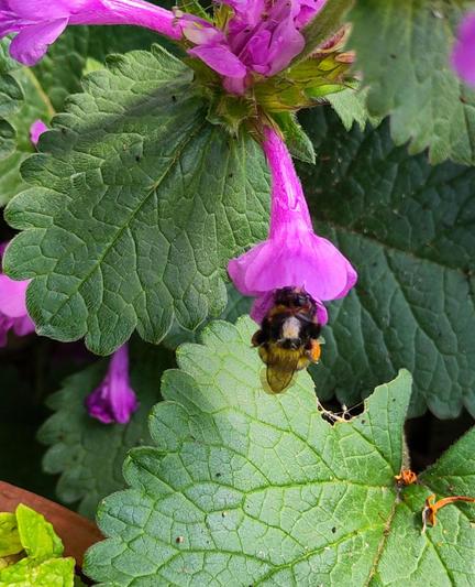 Close up of the same bee in the same flower with the patch clearer.