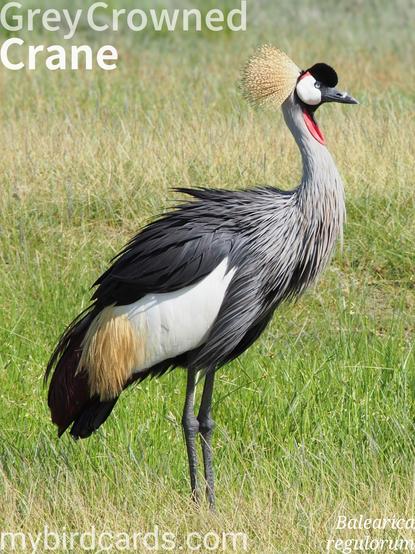 🌍 Grey crowned crane (Balearica regulorum) 

The grey crowned crane is a striking bird, approximately 1 metre tall, with a predominantly grey body, white wings with gold and brown feathers, and a distinctive black patch. Its head is crowned with stiff golden feathers, complemented by white cheek patches and a vibrant red inflatable throat pouch. Its legs are long and black, suited for wading.

This species is found across eastern and southern Africa, inhabiting wetlands, grasslands, and savannahs, often near water bodies. They are non-migratory but undertake local movements based on food and water availability.

Grey crowned cranes are highly social, often forming flocks of 30-150 individuals outside the breeding season. They are known for their elaborate courtship dances, involving bowing, jumping, and wing flapping, accompanied by booming calls from their inflated gular sac. Uniquely among cranes, they can roost in trees due to a long hind toe. They are monogamous and maintain strong pair bonds. 2.5 Flash (Edited) 

Two subspecies are recognised.

Conservation status: Endangered (IUCN 3.1)

📷: Photo by moodin via Pixabay 
https://pixabay.com/photos/africa-animal-bird-safari-1203940/

DXBF