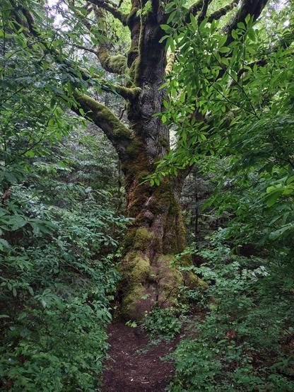 A massive old tree, it's trunk and limbs covered with thick clumps of moss, surrounded by younger trees and understory plants all in their rich spring greens.