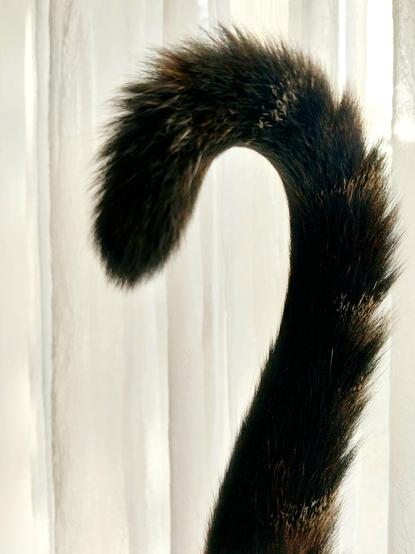 Color photo of the curl of an upright furry tail of a tabby cat as she walked in front of a brightly lit curtained window. You know how cats are.