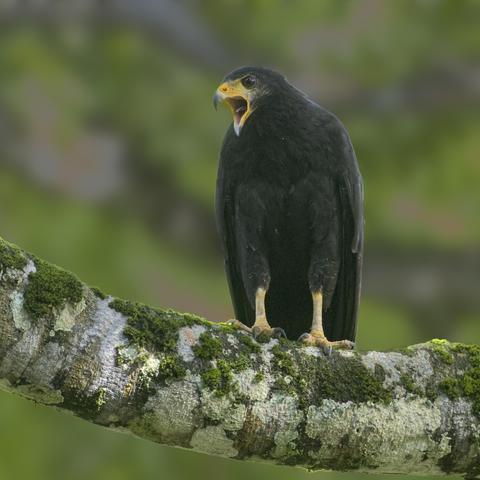 A chunky black hawk is sitting on a thick mossy tree branch. Her mostly yellow beak is wide open, and you can see tongue. Although she was really kind of singing to her nearby fledgling, in the photo she looks like the classic yelling mom. This is the adult Common Black-Hawk. Costa Rica. June 2025. Photo by Peachfront.
