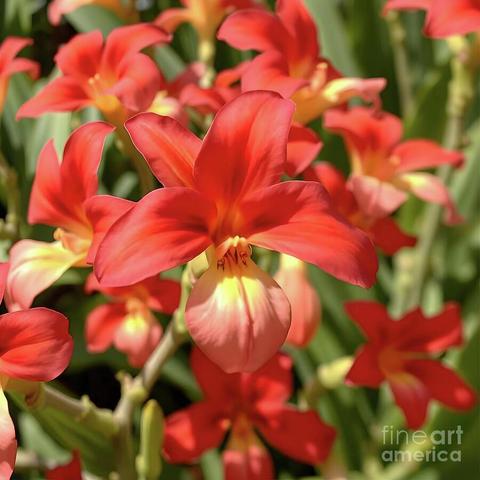 Vibrant red and orange flowers bloom against a backdrop of lush green leaves, creating a striking natural display. The intricate details of the petals and the subtle gradients of color enhance the beauty of the scene.