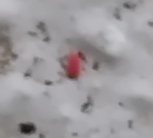 An extremely blurry, low-res photo of a red blob on a greyish surface. It *might* have legs?