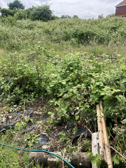 A very green allotment full of brambles and pieces of wood and metal bits...