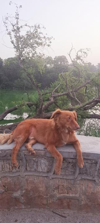 Brown colored Indie dog lazing around in the morning at the park today.
