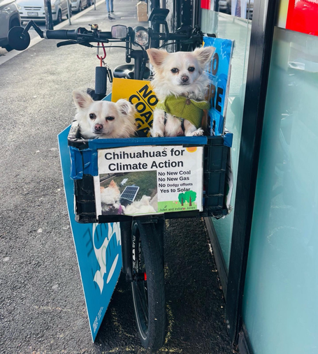 Two chihuahuas sitting in a bike basket with a sign saying Chihuahuas for Climate Action