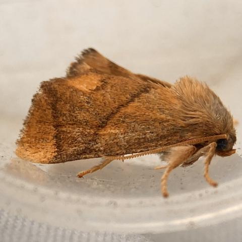 Side on shot of 0.75cm moth. It is like a little orange bullet. It has a gingery tuft on its head. It wings have two dark brown cross lines which separate lighter and darker shades of orange-brown.