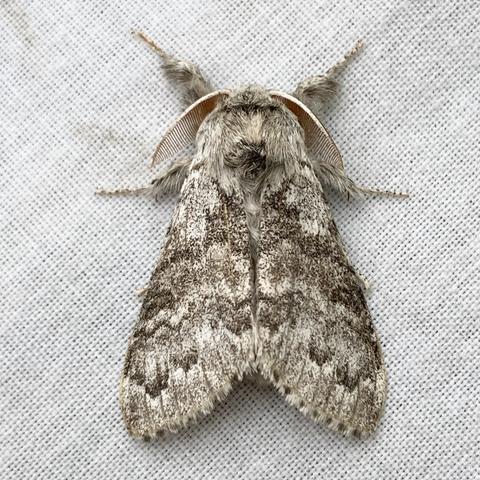 Overhead shot of a 3cm moth on white cloth.  It is lighter and darker shades of steely grey.  It has a furry head and two hairy front legs which it extends in front of its head.  It has two feathered orange antennae.