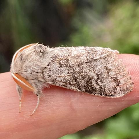 Side on shot of previous steely grey moth on a finger. It faces left. Its orange antenna is distinct and visible. Its head and body are a kaleidoscope of light and dark grey.
