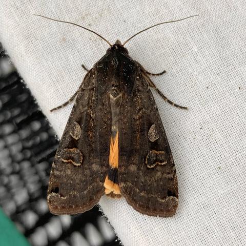 Overhead shot of 2.5cm moth on white cloth.  It is chunky and triangular.  it is a very dark chocolate brown. It has two stigmata on each wing: one ovoid, one reniform. Its name is Large Yellow Underwing and it is slightly parting its dark forewings to reveal a slither of golden yellow underwing with a black patch near the bottom.  From its head extend two wiry antennae, facing left and right.