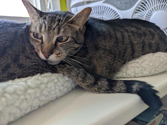 A close-up of the second tabby cat, with his head resting on the first cat's butt, her tail trailing under his chin. He's looking toward her with a perhaps slightly-worried expression.