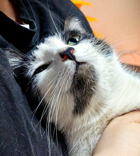 A black and white cat lifted