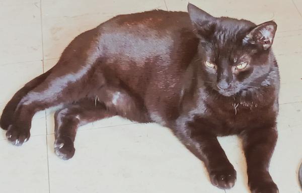 A rotund black cat lying on a tiled floor