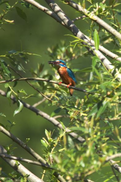 Mehrere Weidenzweige mit schmalen grünen Blättern. Auf einem Zweig ein orange und türkis metallisch glänzender kleiner Vogel