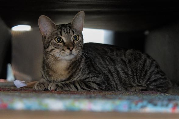 A photo of Ernie, currently lying in the space under a folded out sleeping sofa, looking mildly interestedly at something slightly off to the camera right. The focus is clearly on his face (with very wide open eyes) and whiskers. His front paws are very neatly placed together, which looks quite cute.
