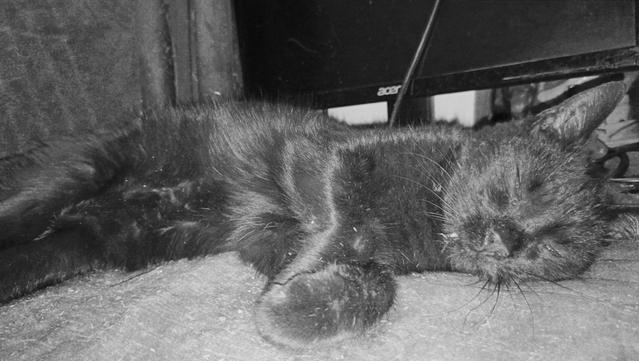 A black and white picture of a black cat sleeping