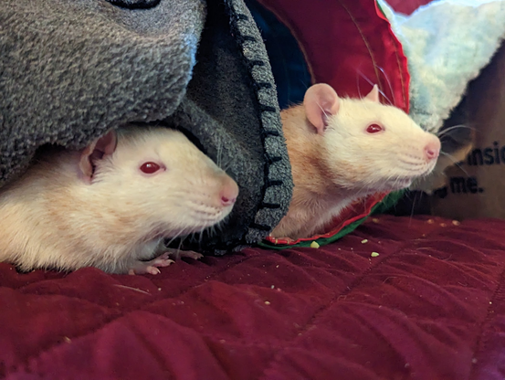 Thorston and Rolfy are white rats with red eyes, lounging in a play area