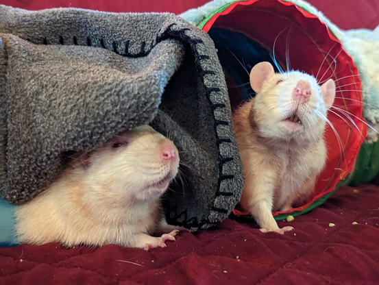 Thorston and Rolfy are white rats with red eyes, lounging in a play area