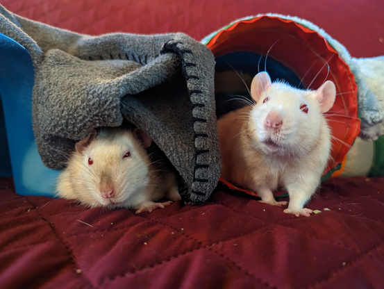 Thorston and Rolfy are white rats with red eyes, lounging in a play area