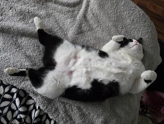 A large Manx black and white tuxedo cat named Mr Minx laying on his back on the bed showing belly.