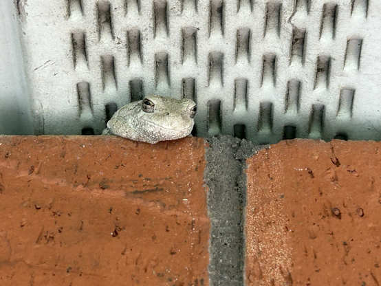 A grey tree frog sitting on the top of a brick wall where the wall meets the eve.