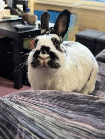 A sweet bunny with bright eyes and gloriously long whiskers  stands on a couch