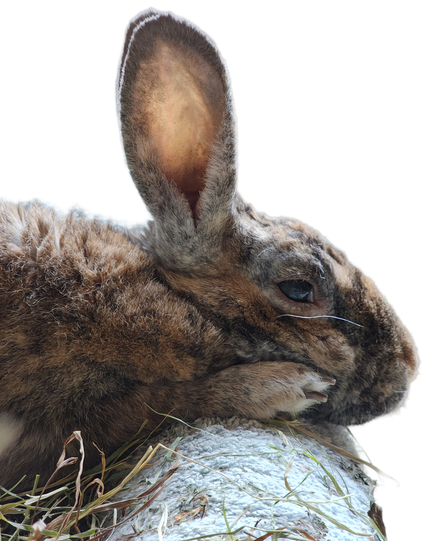 Ellie, a large tortoiseshell rabbit, is facing to the right, with her head resting on the edge of her bed and her right paw next to her face. Her one long whisker that grows underneath her eye is visible.