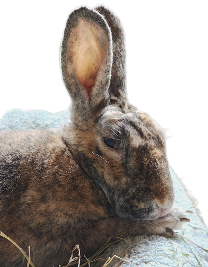 Ellie, a large tortoiseshell rabbit, is facing to the right, slightly toward the camera, with her head resting on her right paw. Her one long whisker that grows underneath her eye is visible.