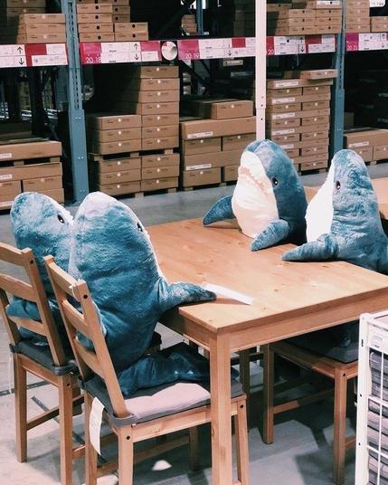 4 blåhaj stuffies seated in wooden chairs at a wooden table in a warehouse (probably IKEA flatpack storage).