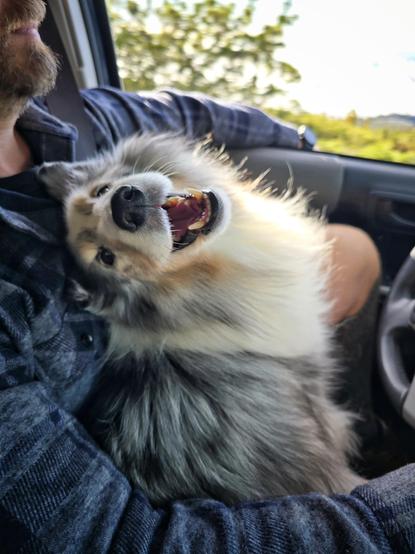 A dog sits in the lap of his human with a beaming smile on his face.