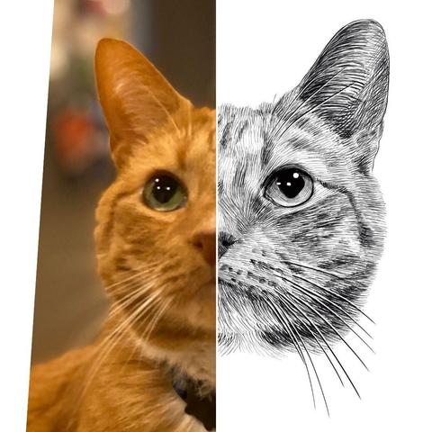 Black and white drawing of a ginger cat named Tim, with the left half of the image being the reference.