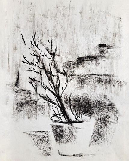 Charcoal drawing of a windswept outdoor potted plant in the rain, buildings faintly visible in the background.