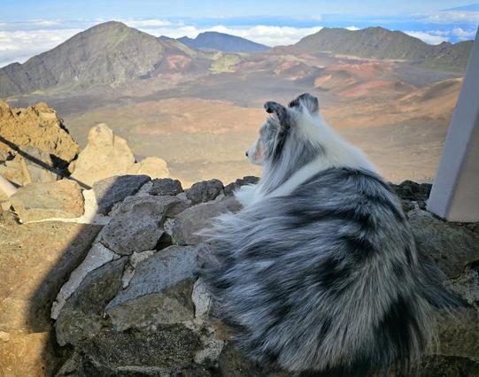 A dog is laying down on a rock wall overlooking the Haleakalā summit crater.