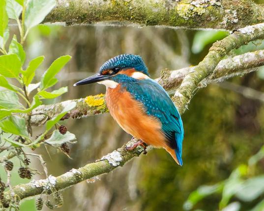 A kingfisher on a branch
Looking for fish