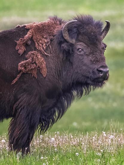 Getting a closeup stink eye from a bison in Grand Teton NP, Wyoming.