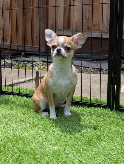 Chihuahua puppy sitting on turf inside a gated dog area. The puppy looks confident her tail is up to the sky and her ears are big and cute.