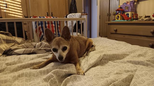 A chihuahua on the bed, looking very awake and set to kick off the day.
