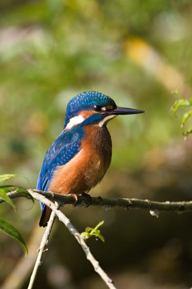 Auf einem Zweig sitzt ein schillernd türkis-orangefarbener kleiner Vogel mit kurzem Schwanz und überlangem Schnabel.