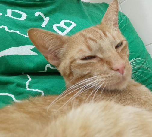 a photo of one of octo's orange tabby cats snuggling up on octo's lap squinting into the camera comfortably. octo is wearing a green shirt