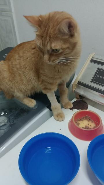 one of octo's orange tabbies sitting on top of some laundry machines finishing eating its wet food out of a red bowl. some of its leg fur is shaved from a recent trip to the vet