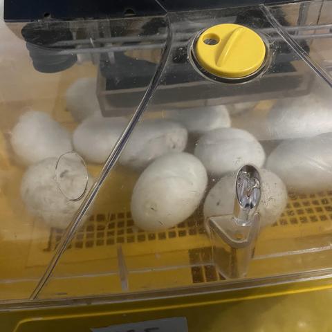 An incubator containing several white eggs, some with light speckles, visible through a clear plastic lid. The eggs are lying on their sides on the plastic base tray ready for hatching.