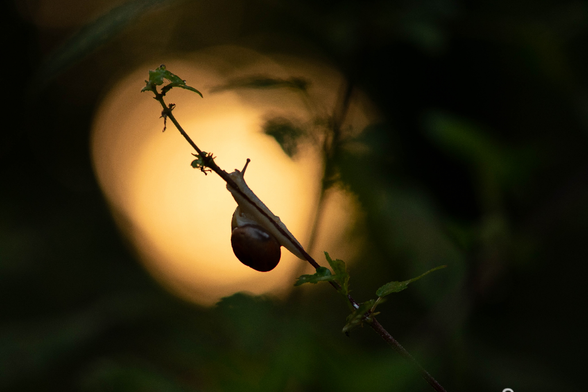 In der Mitte des Bildes klettert eine kleine Schnecke an einem Grashalm hoch. Sie befindet sich in einem Gegenlicht-Kringel, der orange ist und man kann sie daher nur als Silhouette erkennen. Drumherum dunkelgrünes, fast schwarzes Gestrüpp.