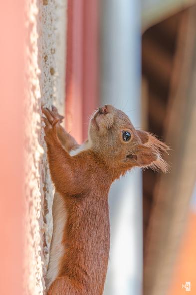 Ein Eichhörnchen hängt senkrecht an einer Hauswand.