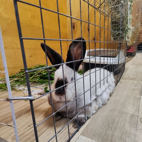 A black and white rabbit relaxes in a spacious indoor hutch filled with hay and fresh greens.