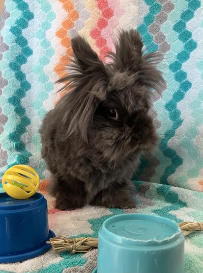 A three-pound gray double-maned Lionhead rabbit sitting in front of a multicolored beach towel. Her fur has been trimmed except for a wild mane.  Small toys provide scale.