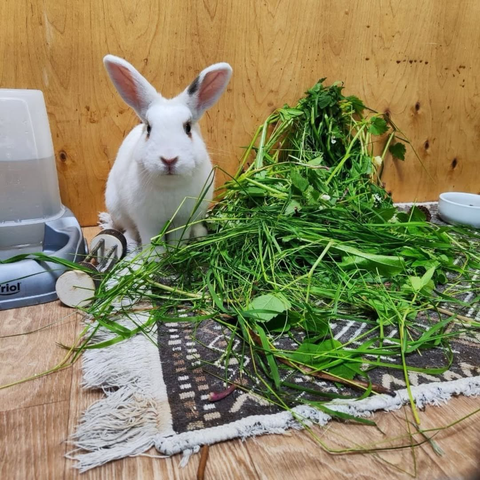 A white rabbit with dark ear and nose markings sits on a rug next to a large pile of fresh greens.